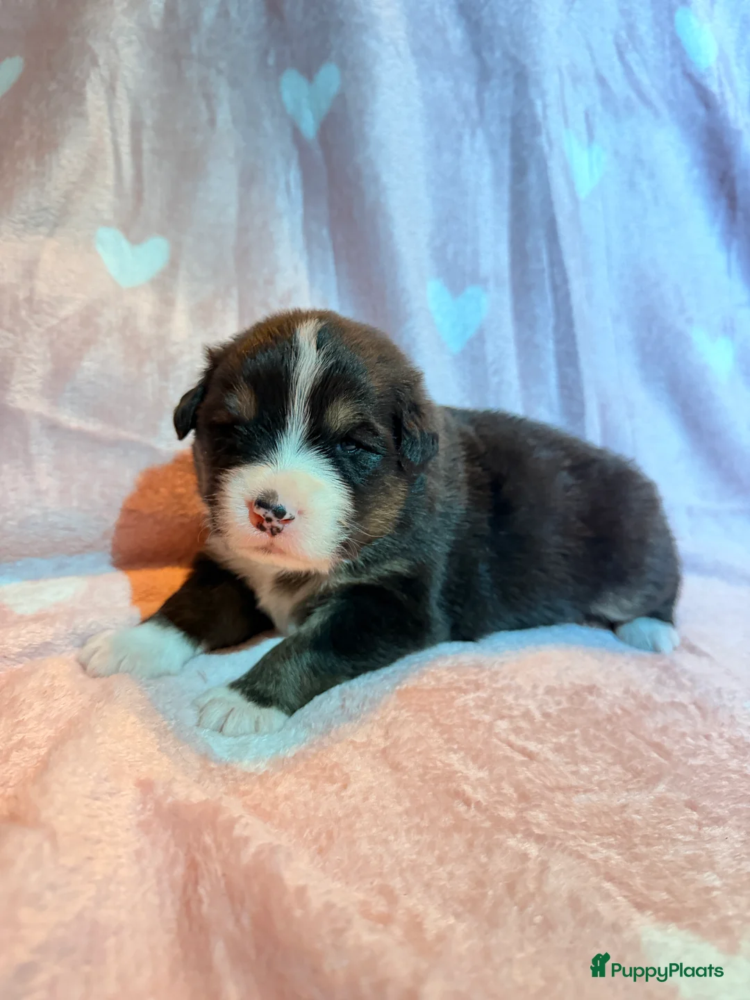 Australian Shepherd honden te koop: Australische Herder nestje  - Advertentie 11