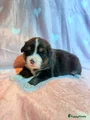 Australian Shepherd Puppy 6