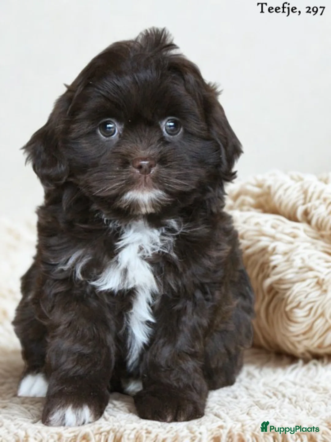 Kruising honden te koop: Knappe Mini doodle pups. - Advertentie 5