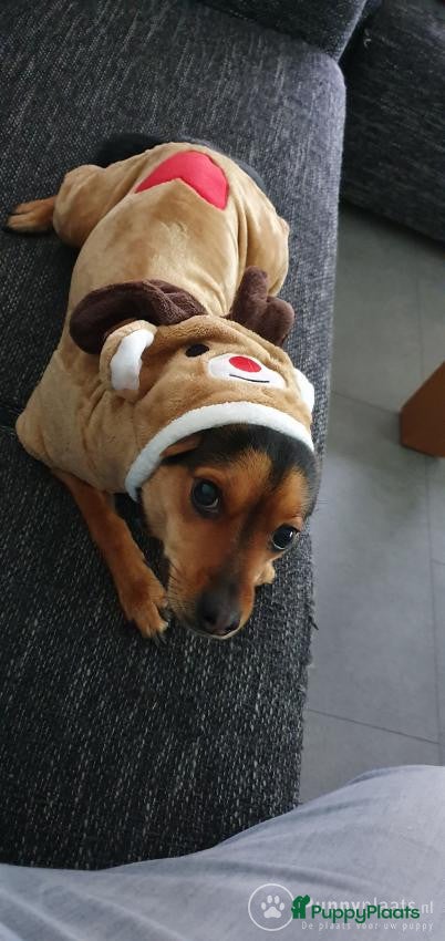 Kruising honden Dekrue aangeboden in Almelo - Advertentie 2