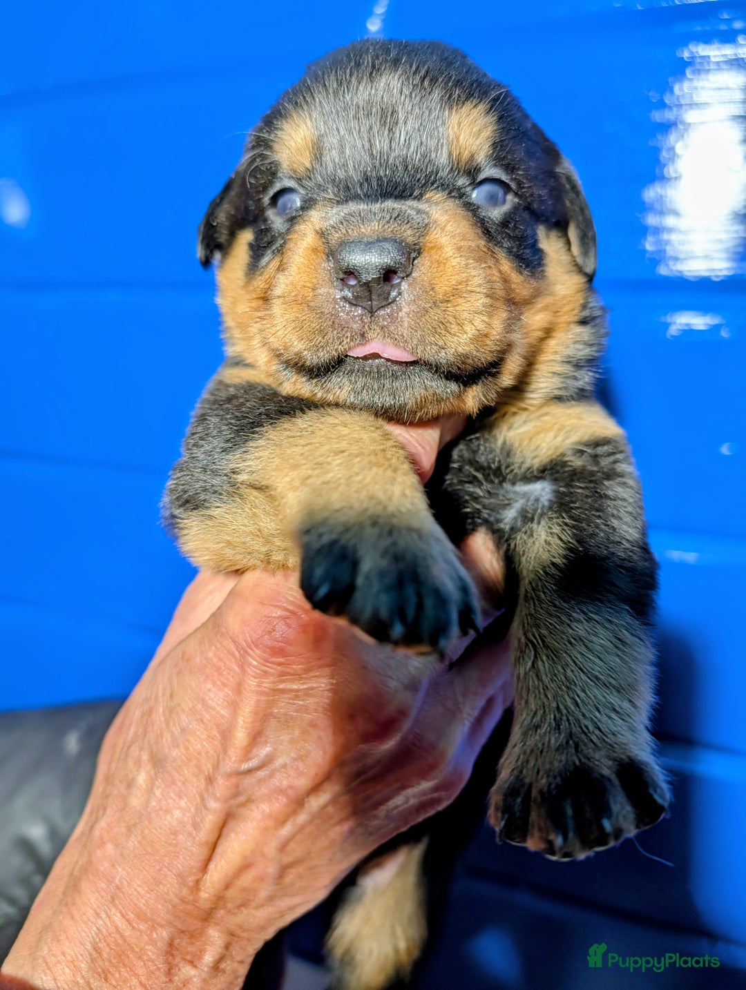Rottweiler honden te koop: Zeer mooie rottweiler pups   - Advertentie 34