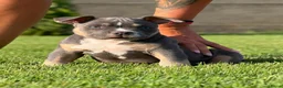 Amerikaanse Bully honden te koop: American bully pocket - Advertentie 8