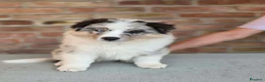 Miniature American Shepherd 2