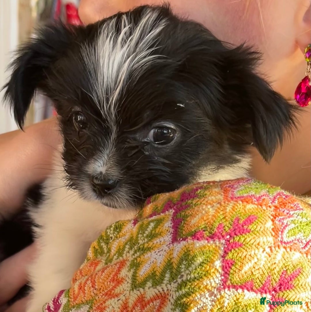 Kruising honden te koop: Kruising Boomer chihuahua !!nog twee beschikbaar!! - Advertentie 19