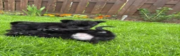 Kruising honden te koop: Lieve puppy’s 🐶  - Advertentie 14