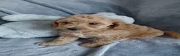 Maltipoo honden te koop: Maltipoo pups in Nijmegen - Advertentie 4