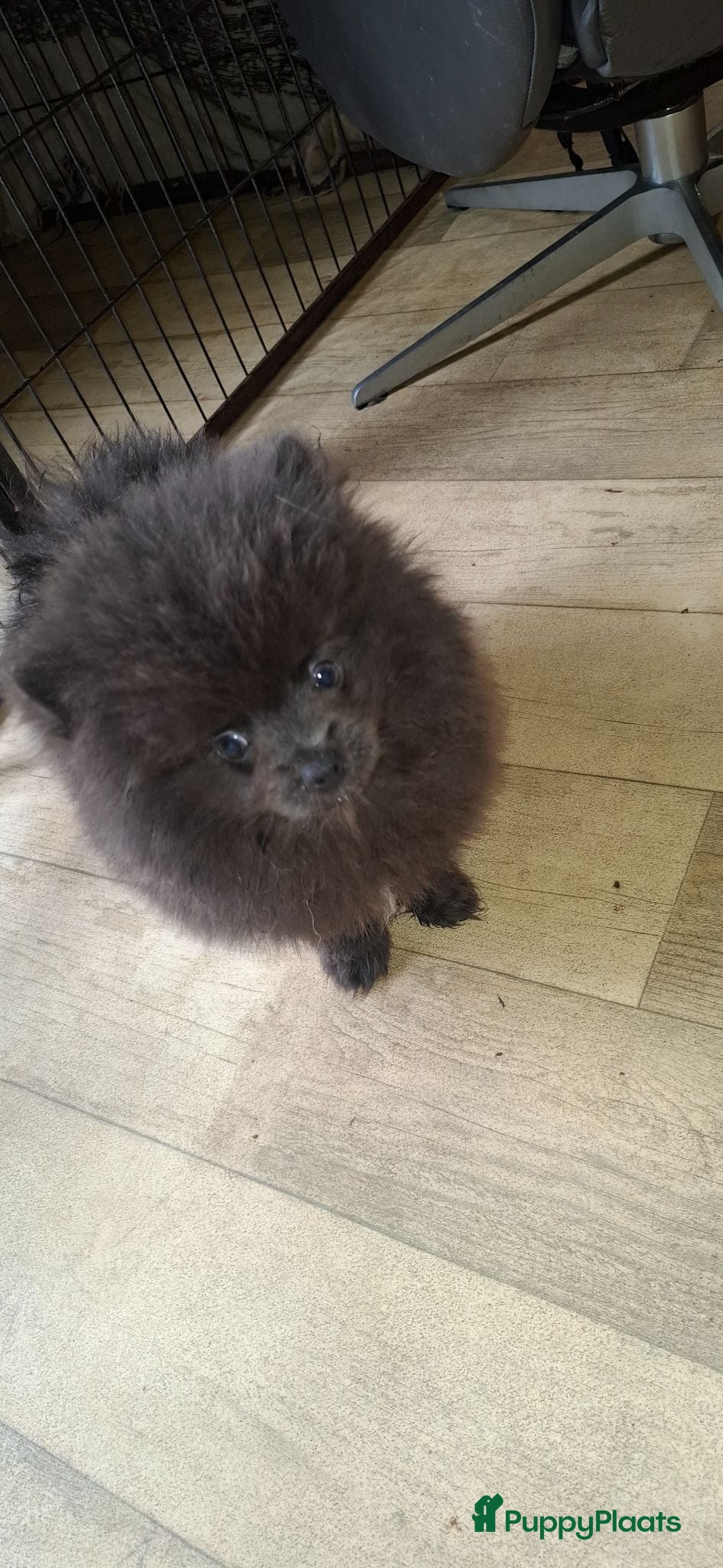 Pomeriaan honden Zeldzaam mooi kort blauwe pomeriaan reutje - Advertentie 7