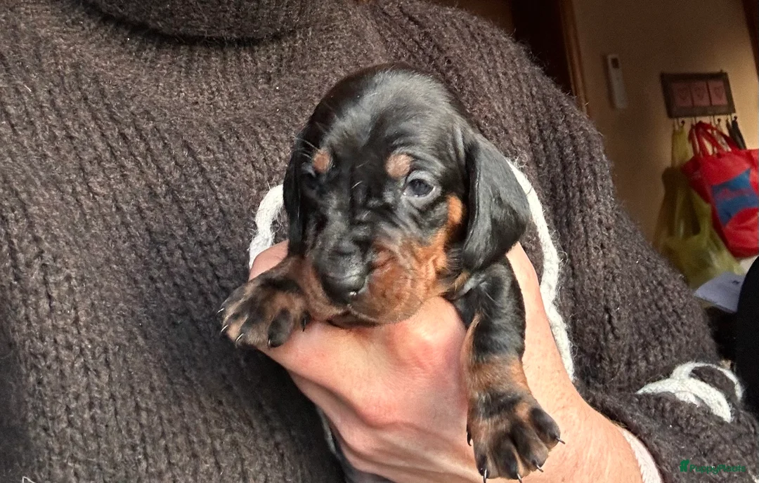 Teckel (korthaar)  honden te koop: Kortharige standaard teckel pups - Advertentie 2
