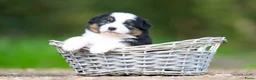 Australian Shepherd honden te koop: Australian shepherd pups - Advertentie 8