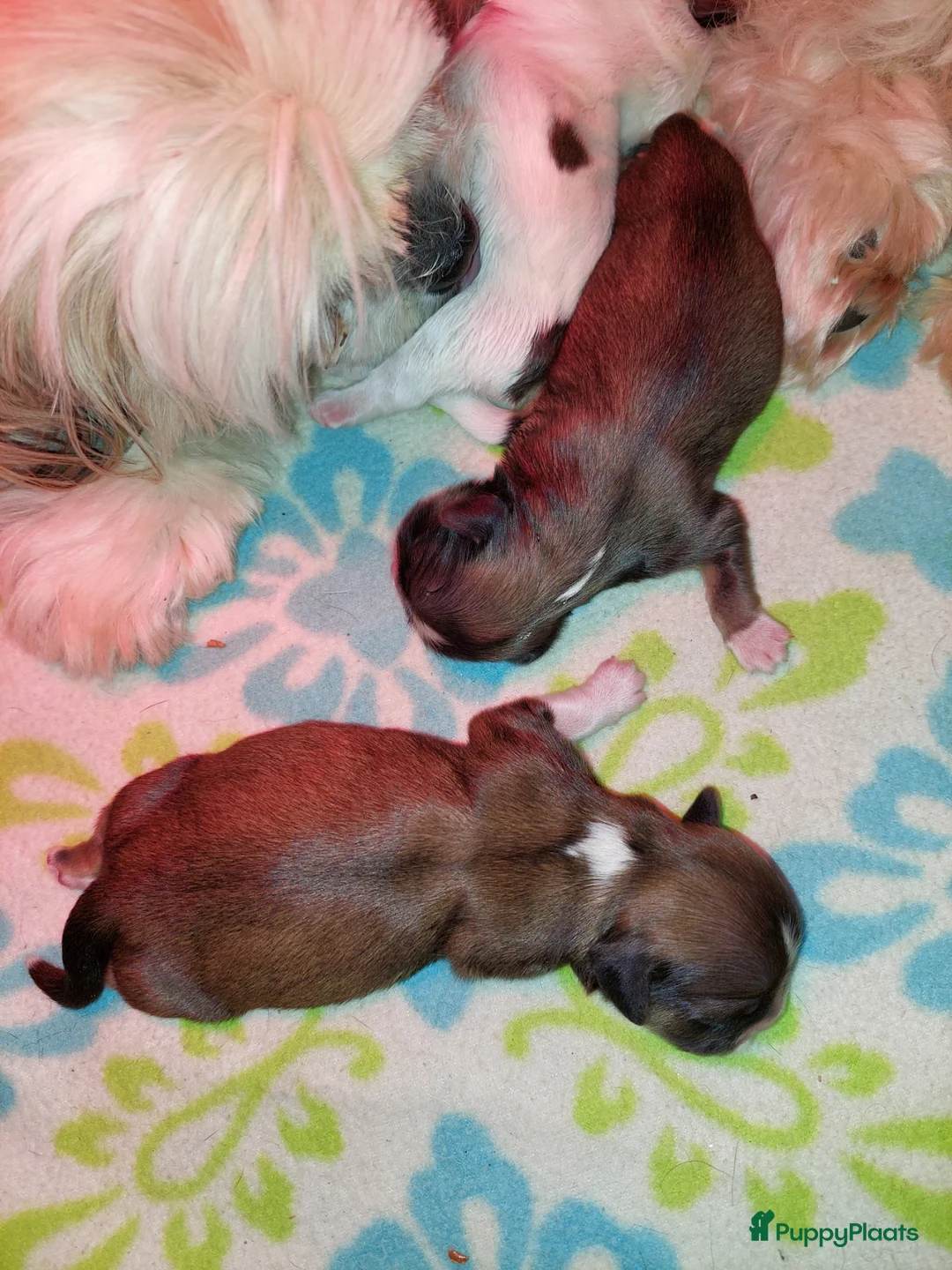 Shih Tzu honden te koop: Shih tzu pups  - Advertentie 8
