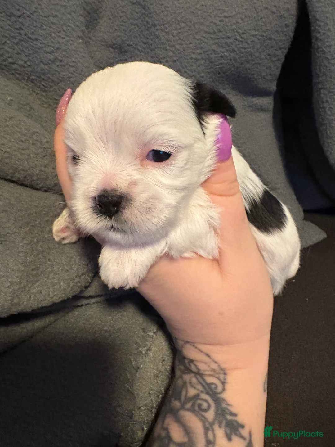 Shih Tzu honden te koop: Boomertjes - Advertentie 21