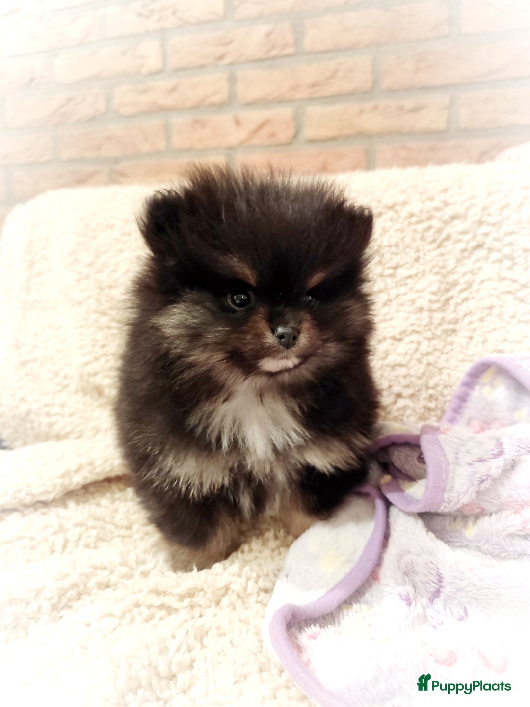 Pomeriaan honden te koop: Super snoezige mini pomeranian puppy ❤️ - Advertentie 5