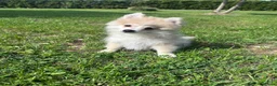Keeshond honden te koop: Pomeriaan pups - Advertentie 3