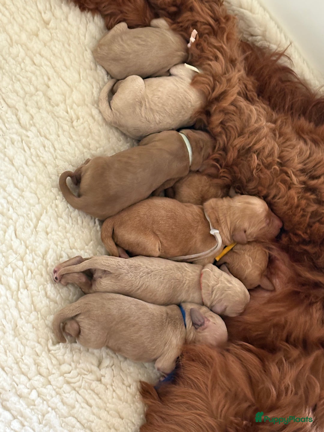 Goldendoodle honden te koop: Prachtige Irish Golden Doodle pups  - Advertentie 1