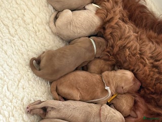 Goldendoodle honden Prachtige Irish Golden Doodle pups - Advertentie 3