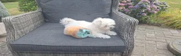 Maltezer honden te koop: Maltezer leeuwtje pup. Rasecht. Ouders aanwezig - Advertentie 8