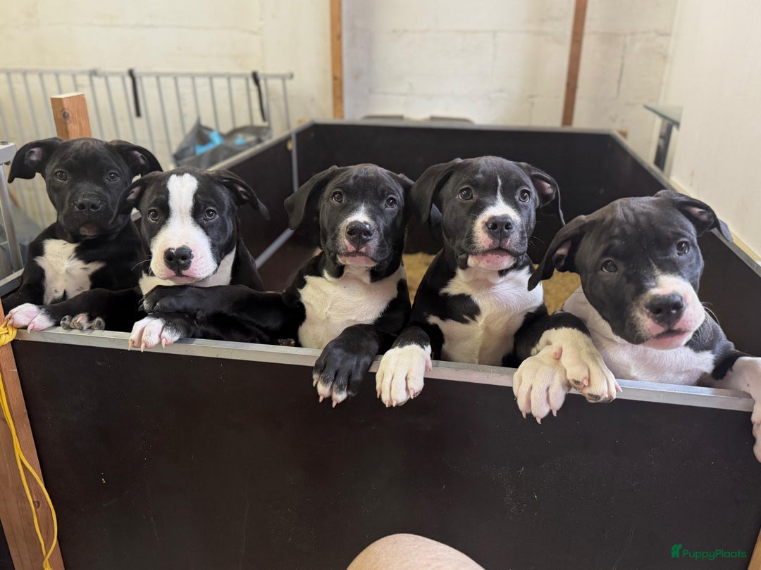 Amerikaanse Bully honden te koop: American Bully XL Puppies - Afbeelding 1