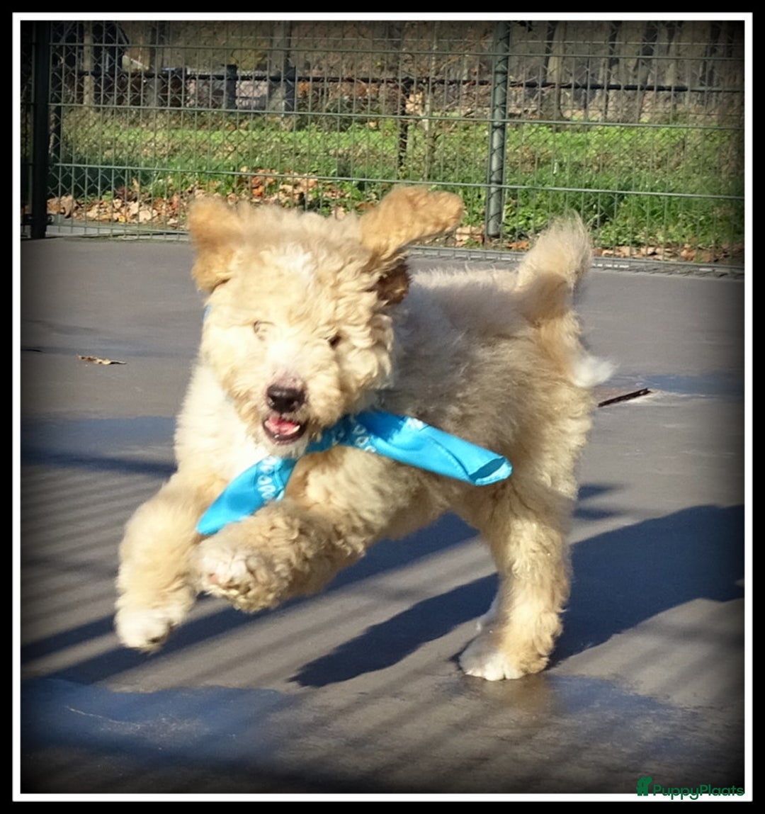 Labradoodle honden te koop: Labradoodle pups volledig geent. - Advertentie 5