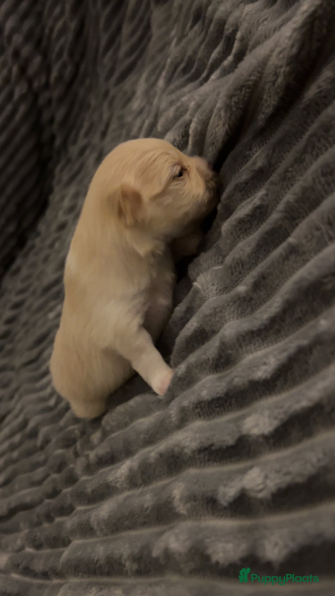 Pomchi honden te koop: 2 mooi pomchi’s te koop( mannelijke  - Advertentie 7