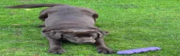 Labrador Retriever honden te koop: Nestaankondiging choco Labrador pups - Advertentie 6