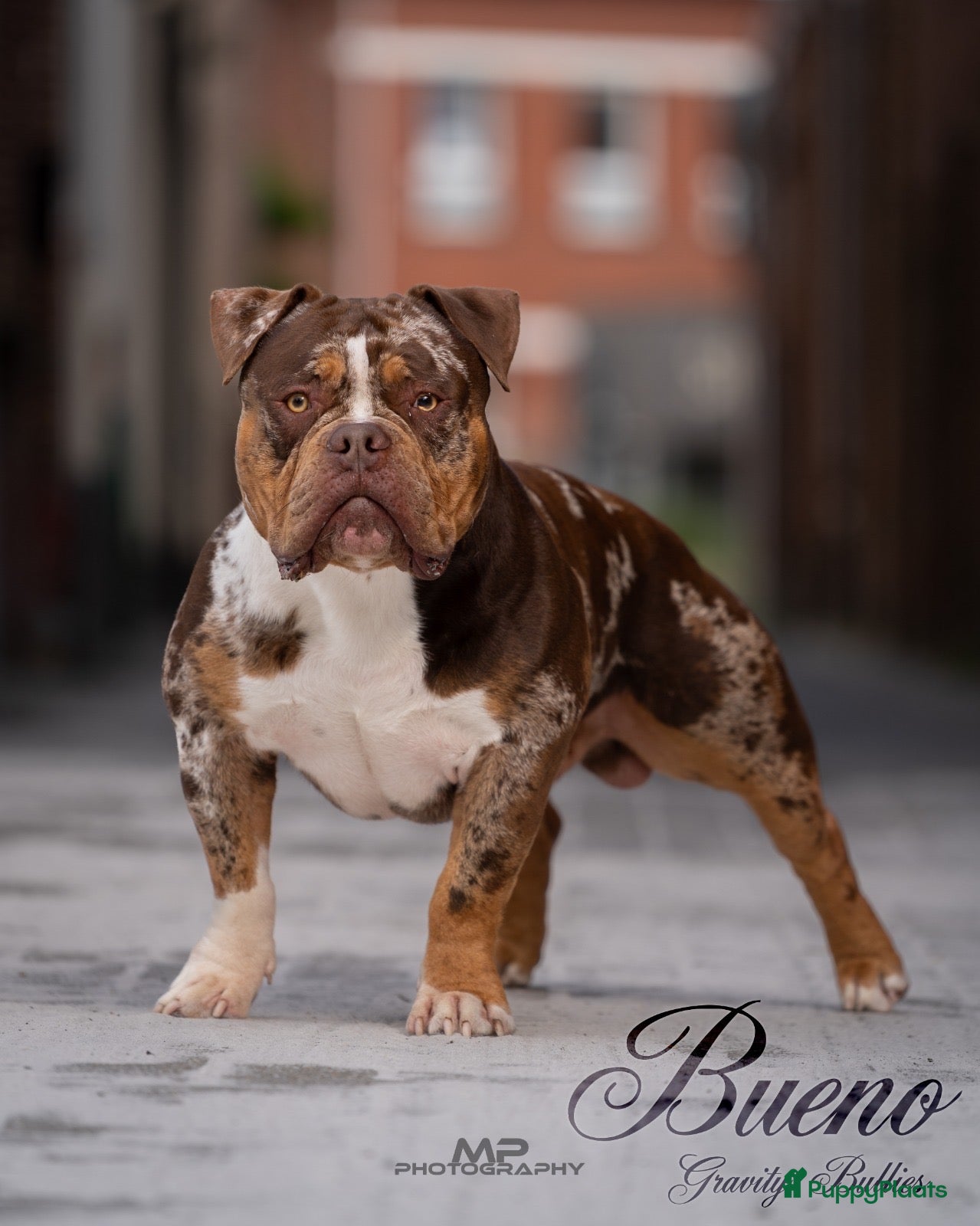 Amerikaanse Bully honden ter dekking: American Bully pocket dekreu  - Advertentie 1