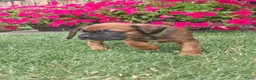 Kruising honden te koop: Unieke leuke kruising Labrador Boxer x Boxer pups. - Advertentie 17