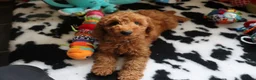 Australian Labradoodle honden te koop:  Nog 3 pupjes Mini/medium Australian labradoodle  - Advertentie 7