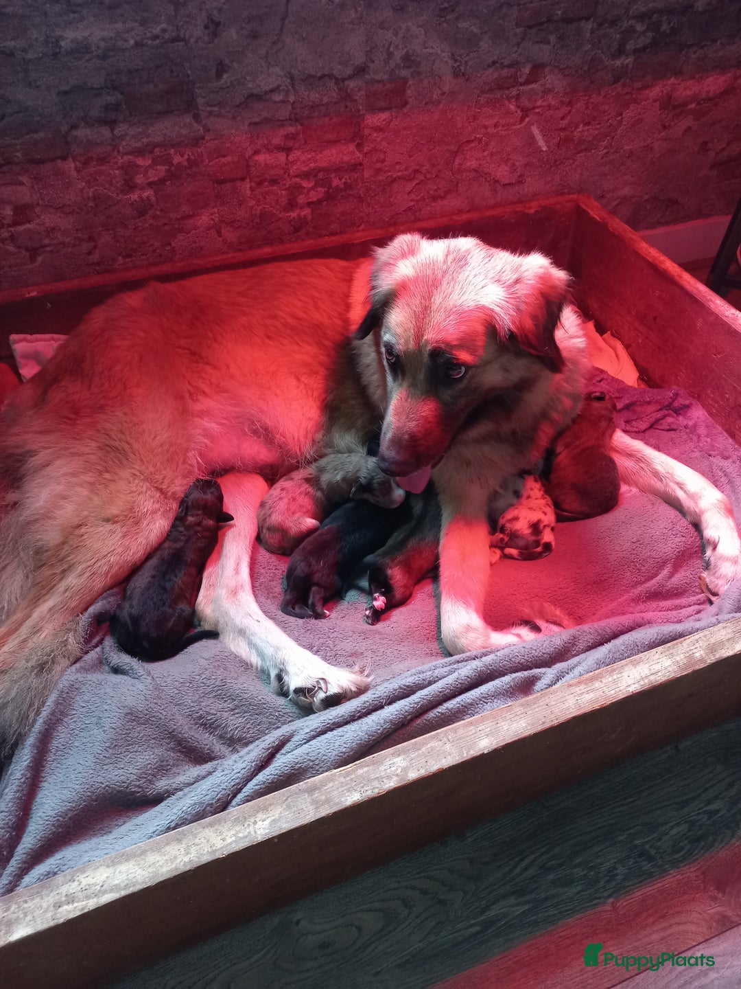 Kruising honden te koop: Mooie pups  mogen weg in de week van 27 november - Advertentie 14