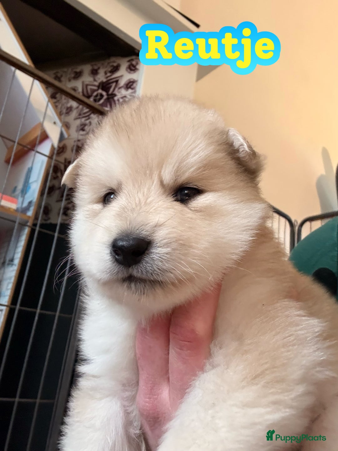 Pomsky honden te koop: 🌟 Prachtige Pomsky Pups te Koop  - Advertentie 3