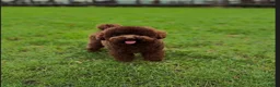 Dwergpoedel honden te koop: Choco/ Choco merle dwergpoedels - Advertentie 4