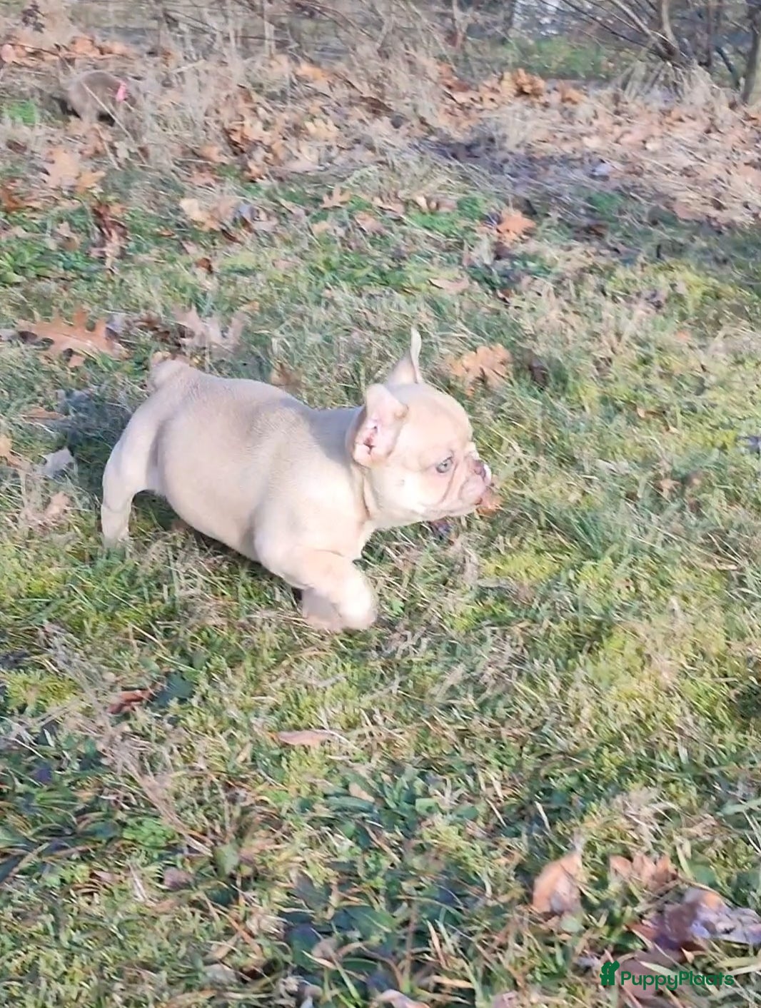 Franse Bulldog honden Laatste Franse bulldog reutje mag verhuizen - Advertentie 2