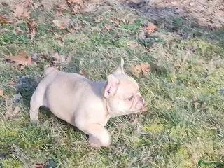 Franse Bulldog honden Laatste Franse bulldog reutje mag verhuizen - Advertentie 2