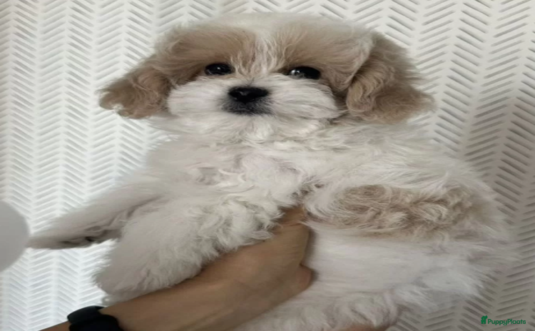 Maltipoo honden - Advertentie 6