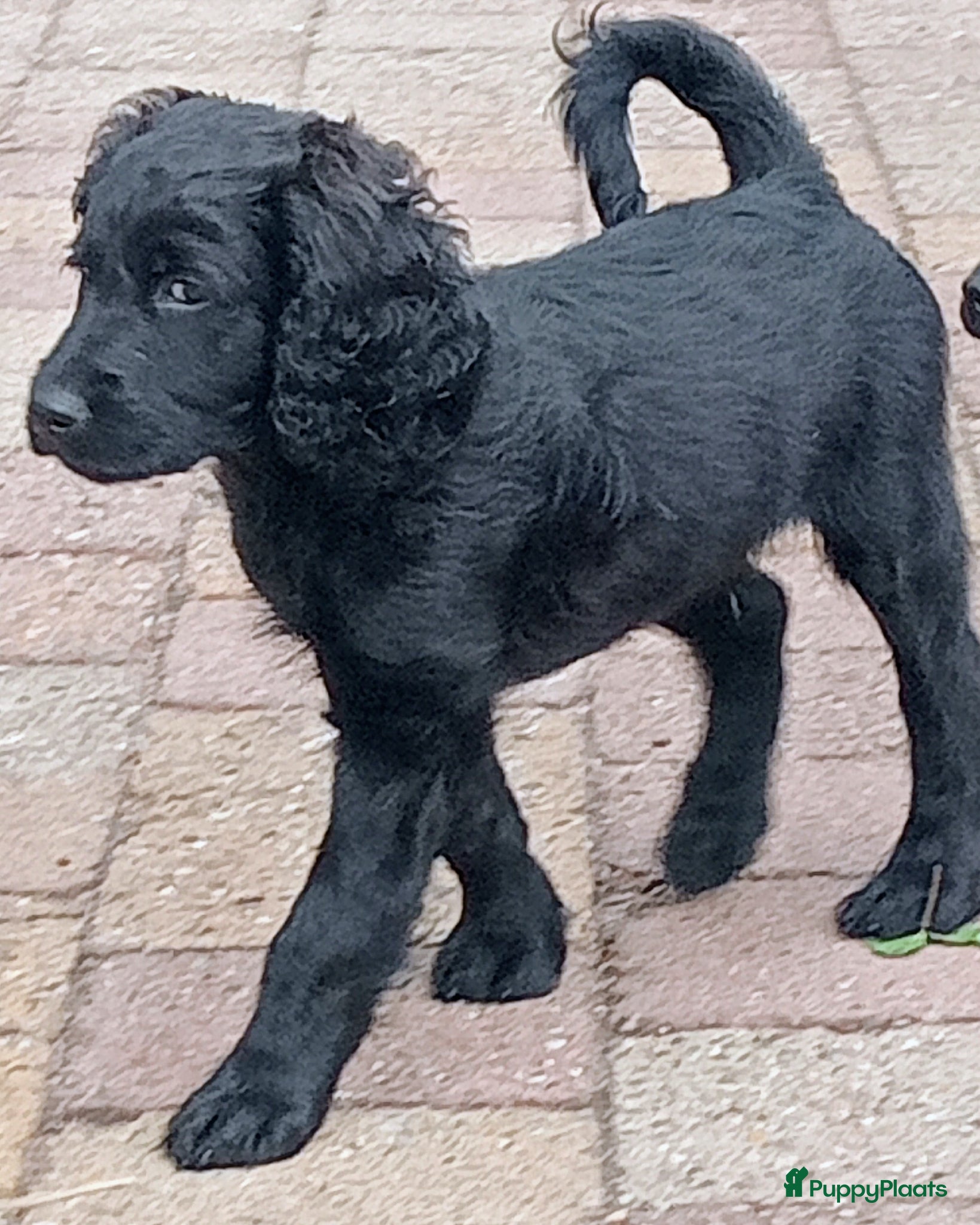 Labradoodle honden Labradoodle puppies mogen nest verlaten - Advertentie 5