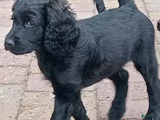 Labradoodle honden Labradoodle puppies mogen nest verlaten - Advertentie 2