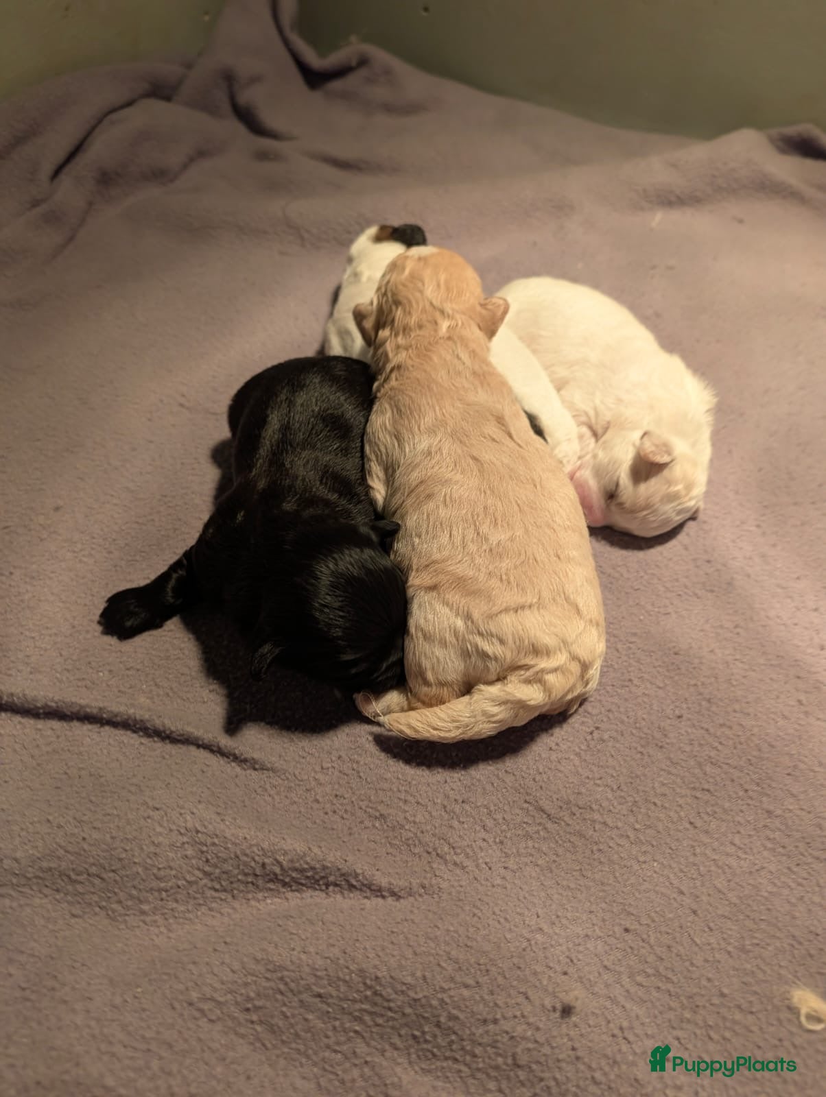 Kruising honden Lief boomer nestje  - Advertentie 2