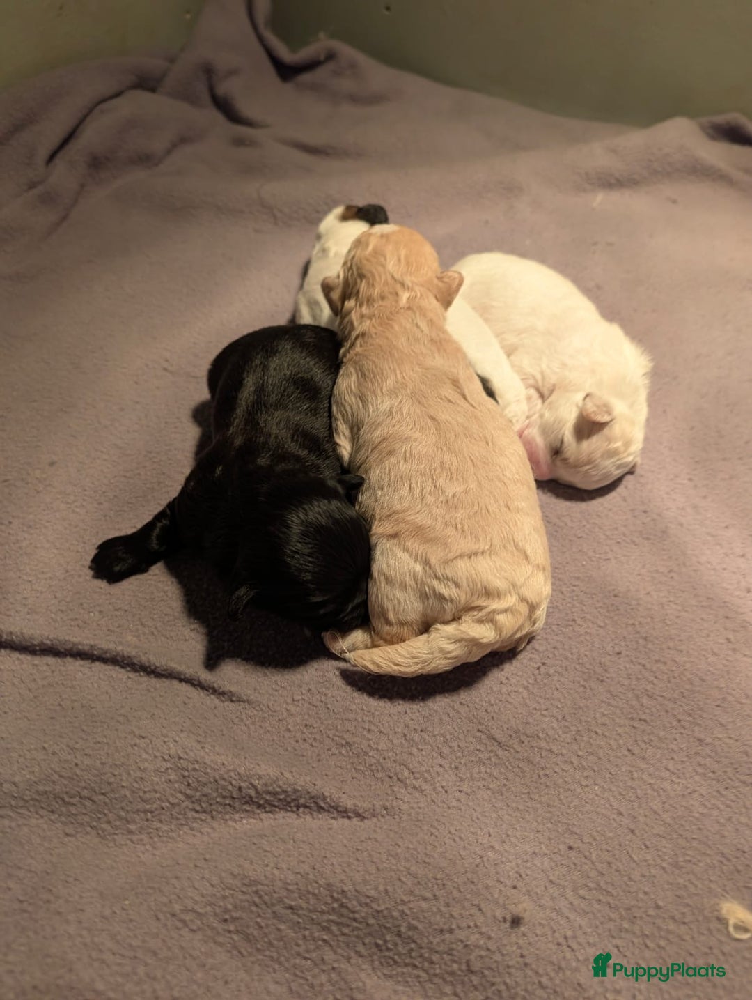 Kruising honden te koop: Lief boomer nestje  - Advertentie 2