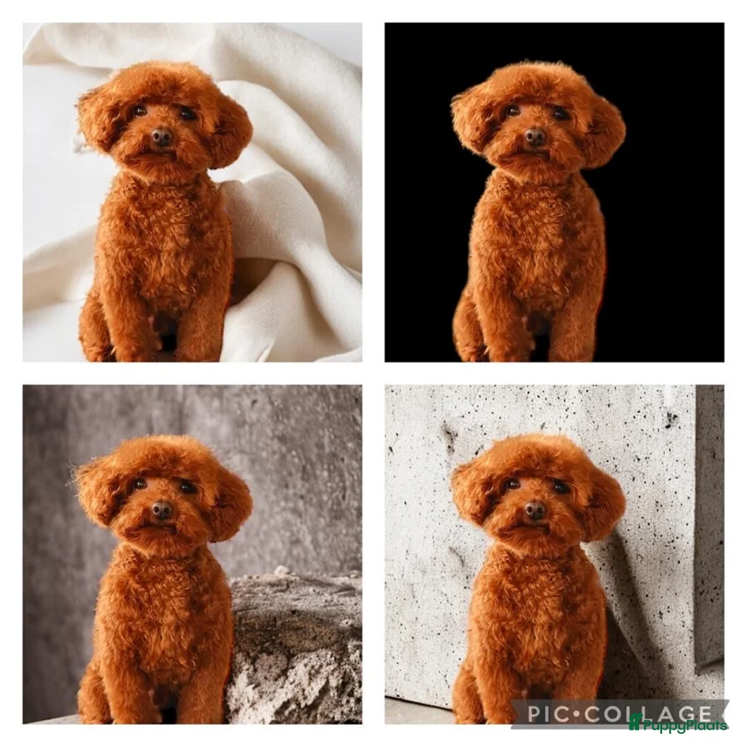 Poedel Toy honden ter dekking: kleine toy poedel dekreu donker rood rocky - Advertentie 10