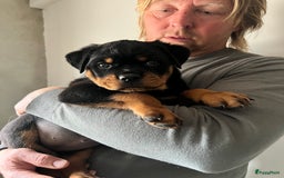 Rottweiler honden te koop: Prachtige super knappe puppy’s  in Haps - Afbeelding 9