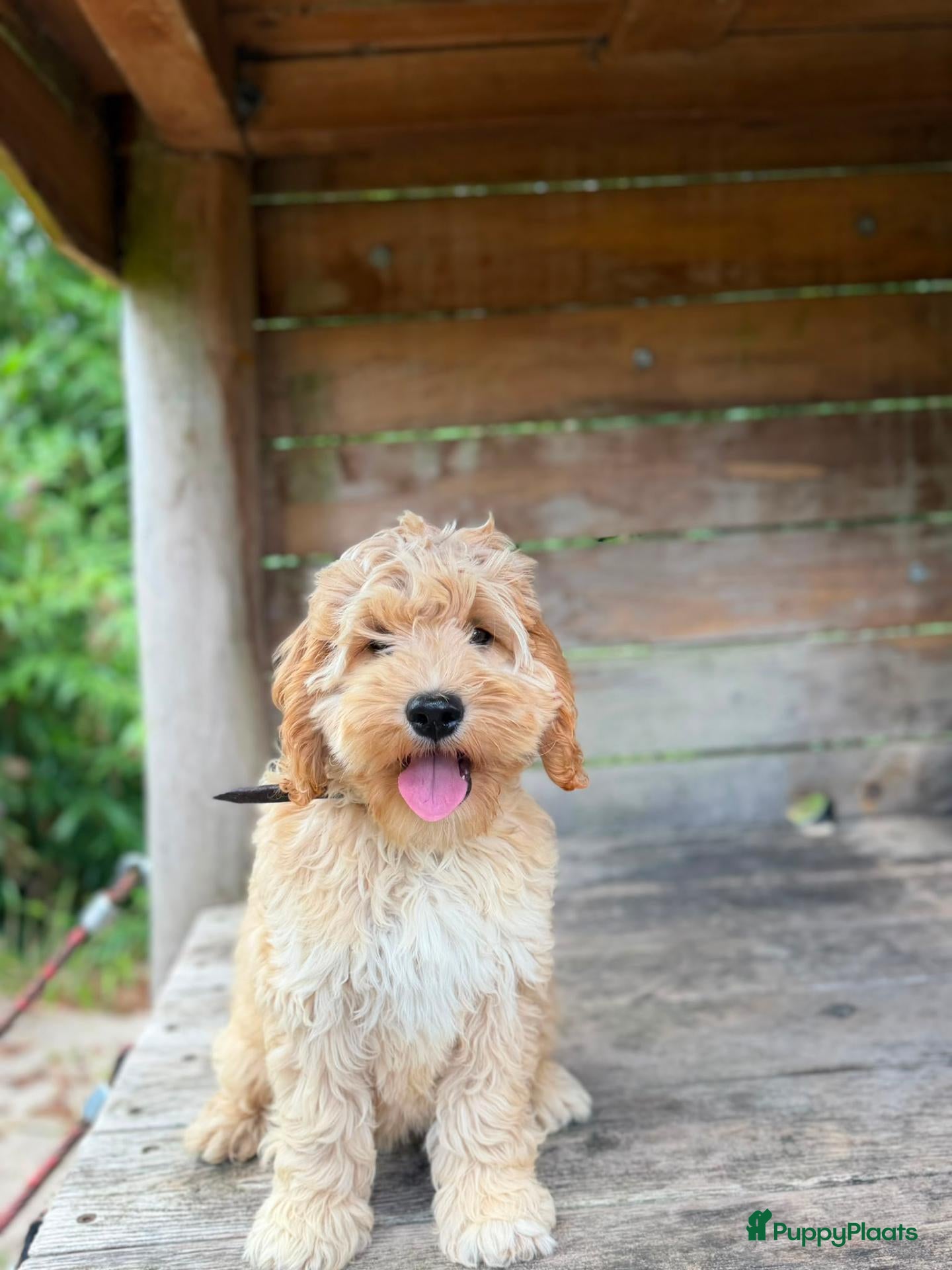 Cockapoo honden Amerikaanse Cockapoo pups - Advertentie 7