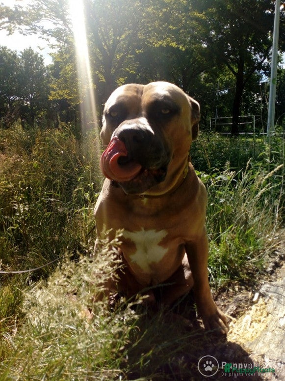 Kruising honden Amircan bully xl  zeer mooi in Heerlen - Advertentie 17