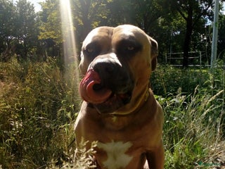 Kruising honden Amircan bully xl zeer mooi in Heerlen - Advertentie 3