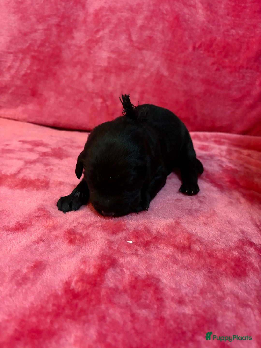 Kruising honden te koop: Labrador puppy’s - Advertentie 9