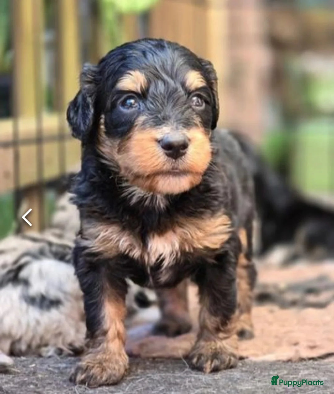 Dwergpoedel honden ter dekking: merle dekreu dwergpoedel in Budel - Advertentie 11