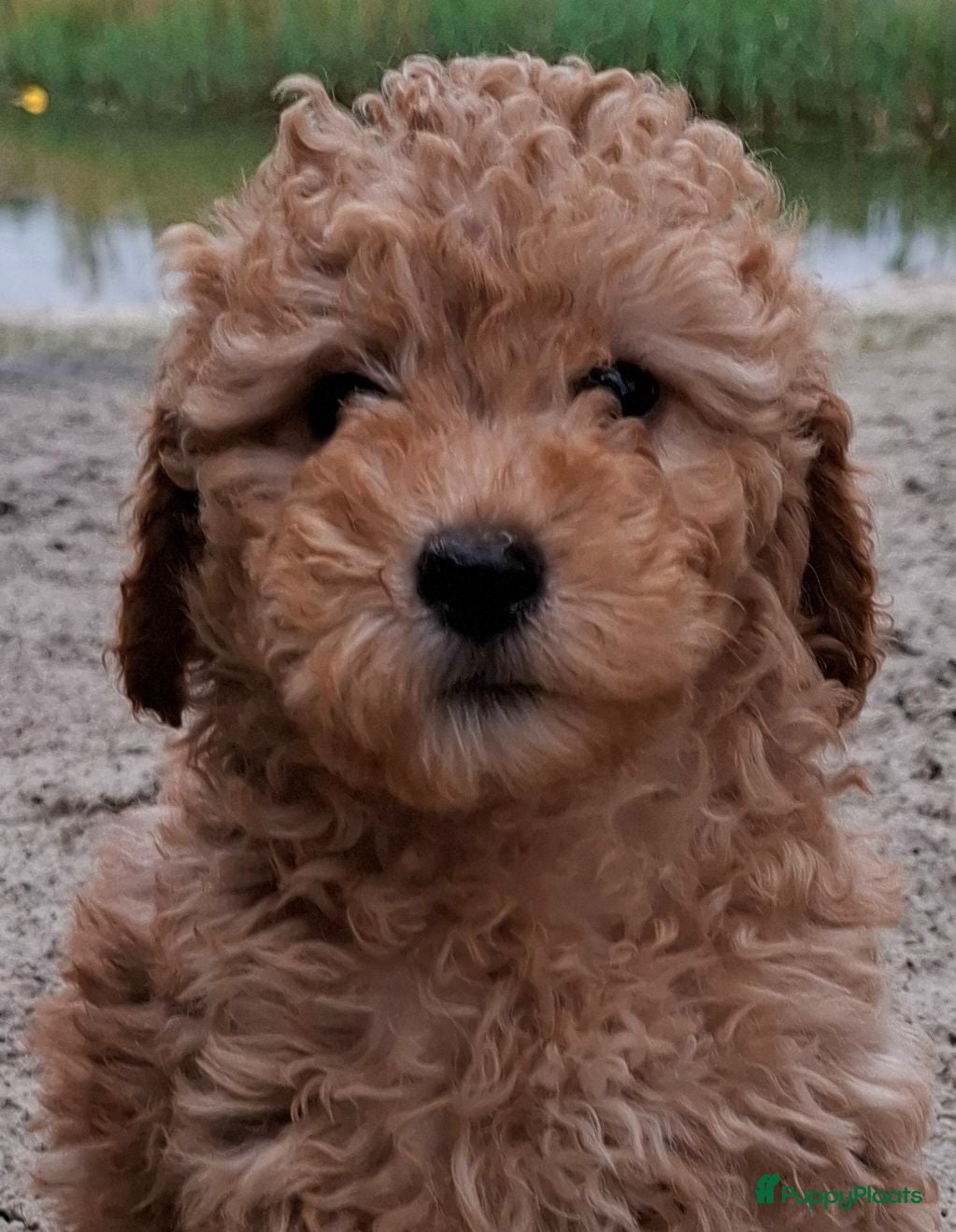 Labradoodle honden Labradoodle pups reutje en teefjes beschikbaar  - Advertentie 1