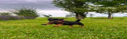 Dwergpinscher honden te koop: Dwergpincher pups aangeboden  - Advertentie 4
