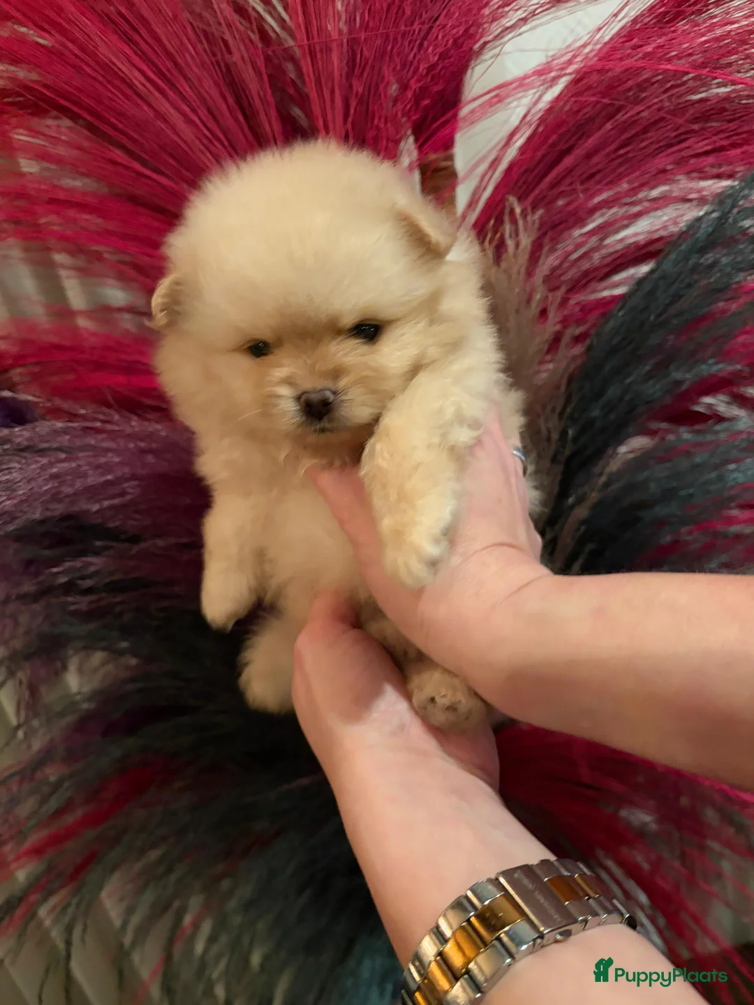 Pomeriaan honden te koop: Pomeriaan teefje ❤️ - Advertentie 11