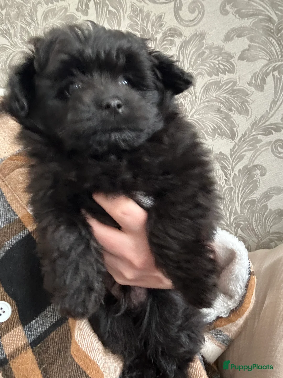 Kruising honden te koop: Mini doodle reu - Advertentie 4