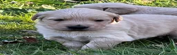 Golden Retriever honden te koop: Lieve Golden Retriever pups  - Advertentie 3