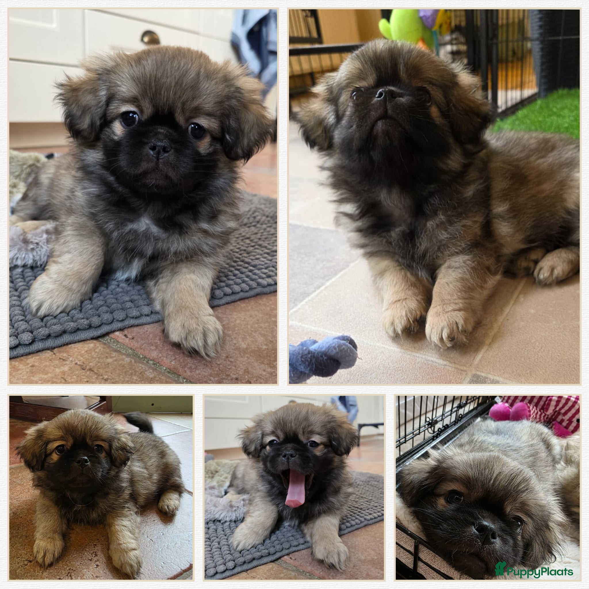 Tibetaanse Spaniel honden Tibetaanse spaniel, nog 1 pup beschikbaar (Groning - Advertentie 1